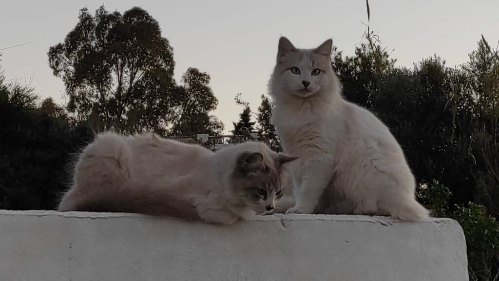 Familia gatuna Yoga y Arte