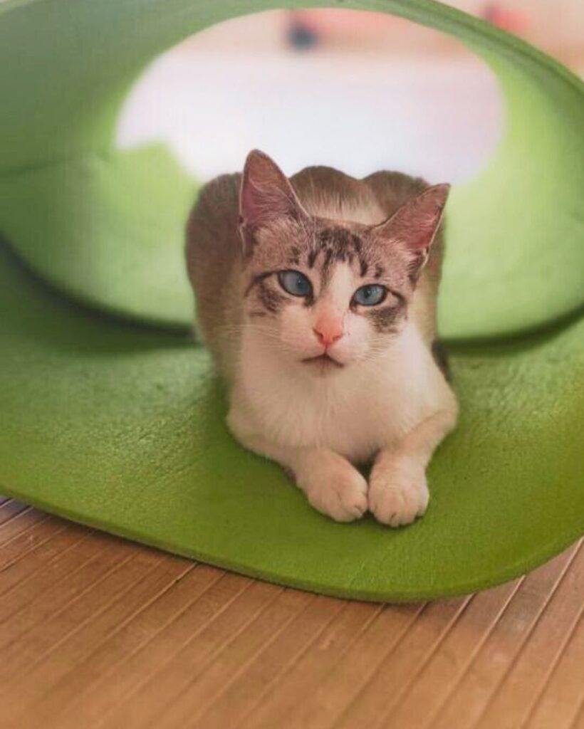 Familia de gatos en los de retiros de Yoga y Arte, Motril Costa Tropical Andalucía