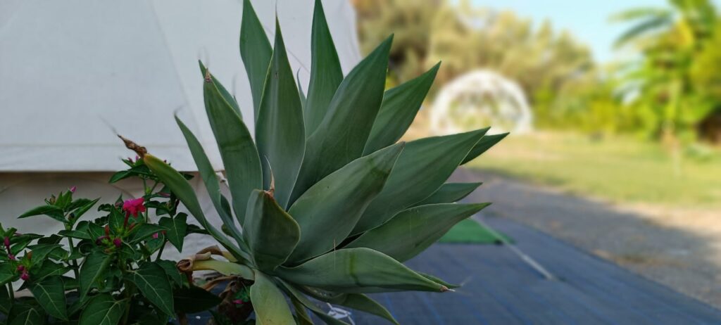 Alojamientos retiros de Yoga y Arte, Motril Costa Tropical Andalucía