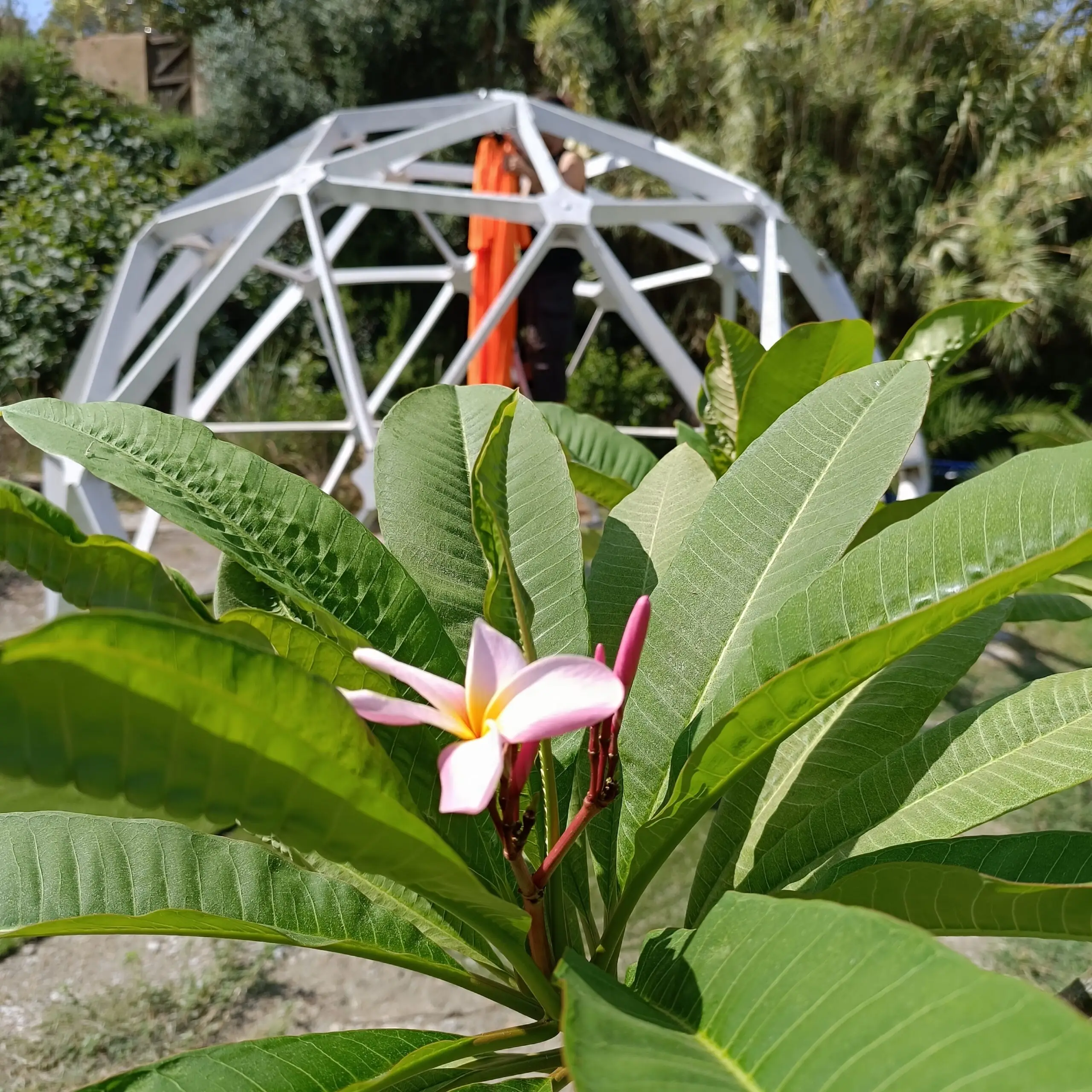 Jardín tropical Arte y Yoga Motril