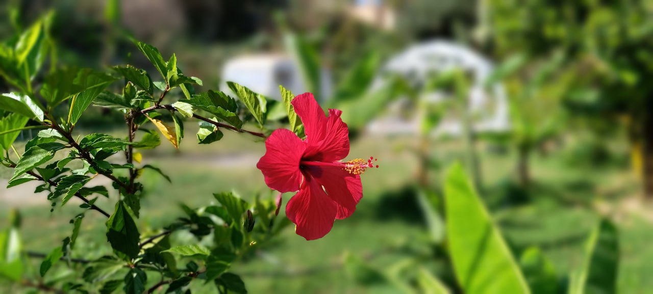 Jardín tropical Arte y Yoga Motril